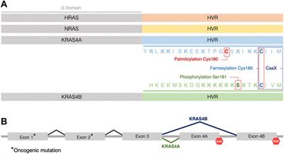 The role of KRAS splice variants in cancer biology